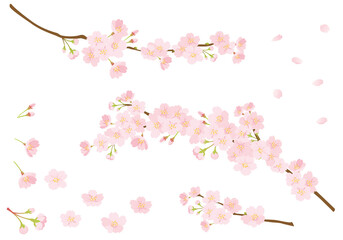 Fototapeta na wymiar 桜のデザインパーツセット