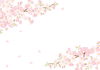 Obraz na płótnie Canvas 桜の背景　グラデーション