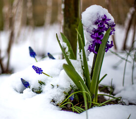flowers in the snow in april