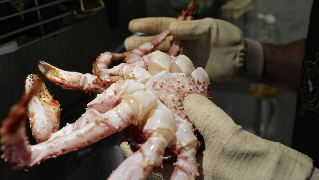 Chef holding alive Spider Crab, Lithodes santolla, in the restaurant kitchen.