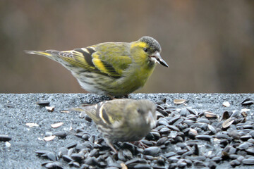 A portrait of Eurasian siskins sitting in snow and eating sunflower seeds