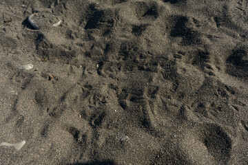 dark sand with the bird's tracks background