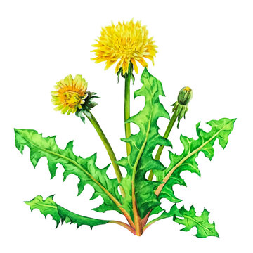 Bouquet with yellow dandelion wildflowers, watercolor illustration on a white background.