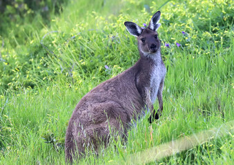 Cute kangaroo grazes on a green field with flowers 