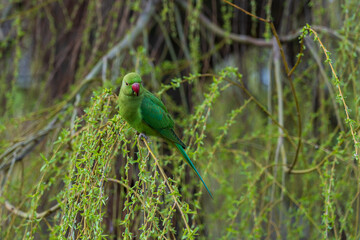 Green parrot with red beak in green tree branches