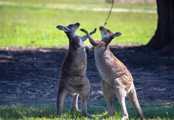 Two kangaroos are fighting or dancing on a green field