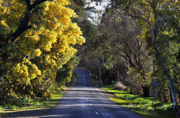 Naklejka premium Road among blooming trees in spring 