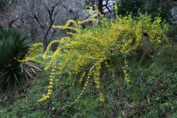 Golden bells flowers. A deciduous shrub of the Oleaceae family native to China. From March to...