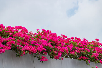 Red triangle plum under blue sky and white clouds.