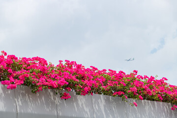 Red triangle plum under blue sky and white clouds.