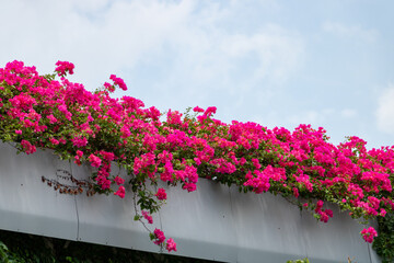 Red triangle plum under blue sky and white clouds.