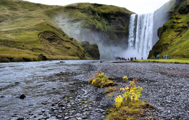 Landscape contrast of a small bush on stones and the famous Svartifoss Waterfall in Iceland