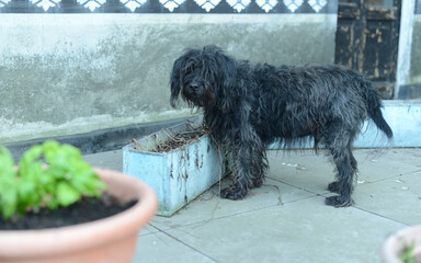 black terrier smelling basil while raking it