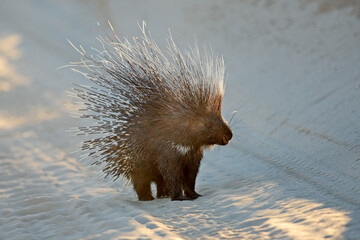Alert Cape porcupine (Hystrix africaeaustralis) with erect quills, South Africa.