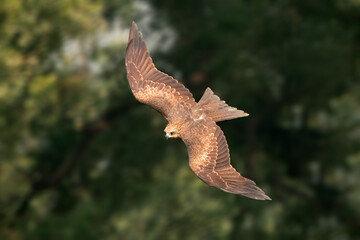 A black kite (Milvus migrans) in flight against a green background, India.