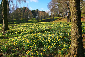 Fototapeta na wymiar Forest parkland with yellow daffodil flowers blooming in spring, Derbyshire, England.