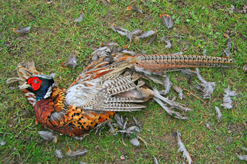 A dead common pheasant (Phasianus colchicus) in rural England.