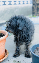 black terrier smelling the basil spring profume