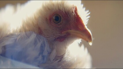 close up of a chicken