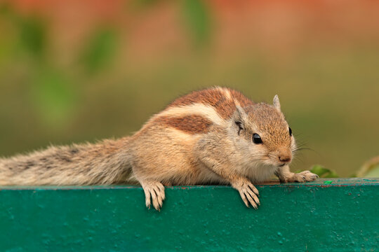 An alert northern palm squirrel (Funambulus pennantii), Delhi, India .