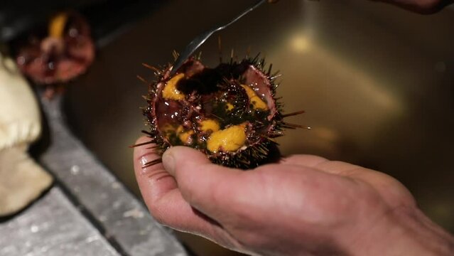 Chef cooking with sea urchins in the restaurante kitchen