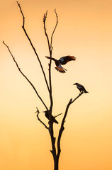 Abstract picture with silhouettes of birds on tree branches in yellow sunset light