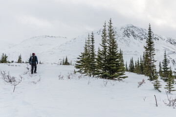 One person hiking in the boreal forest of Canada during winter time with snow covered landscape and winter scenic view. 