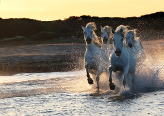 White horse is galloping on the sea beach at sunset lights with splashes of water