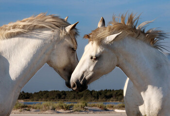 Couple of wild white horses is a symbol of tenderness and love