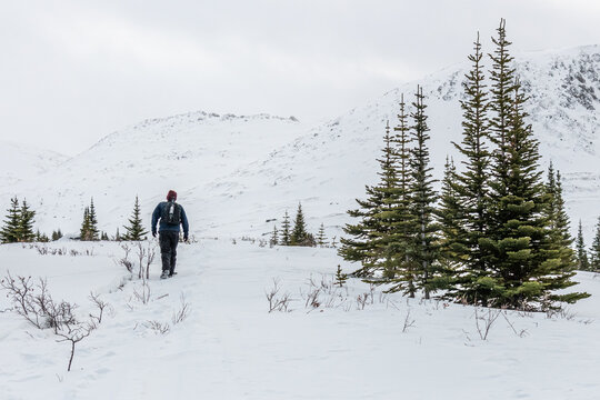 One person hiking in the boreal forest of Canada during winter time with snow covered landscape and winter scenic view. 