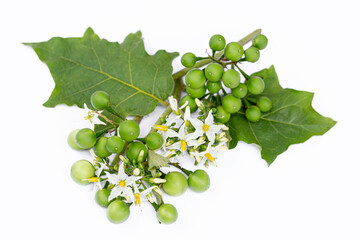 Turkey berry branch on tree in the garden