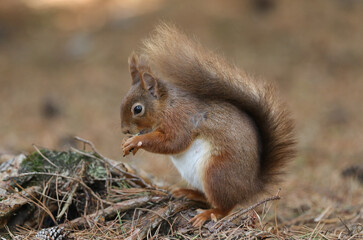 A foraging Red Squirrel, Sciurus vulgaris, sitting on the forest floor eating a nut.	
