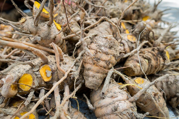 A close up shot of turmeric root . Turmeric is a common spice that comes from the root of Curcuma longa. It contains a chemical called curcumin, which might reduce swelling.