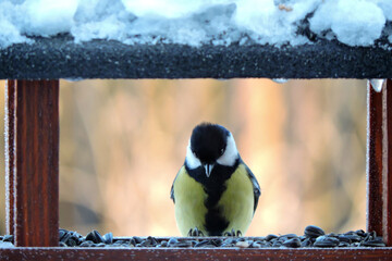 Obraz na płótnie Canvas The male great tit sitting in a wooden bird feeder, some snow on the roof, wooden frame, blurred background