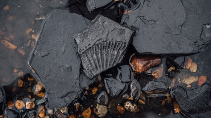 Fossil snail. Ammonite fossil, imprint on clay.