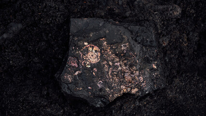Fossil snail. Ammonite fossil, imprint on clay.