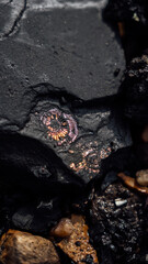 Fossil snail. Ammonite fossil, imprint on clay.