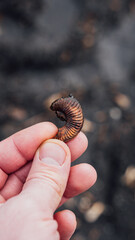Ammonite ancient fossil. ammonite substituted by pyrite. fossil mollusk