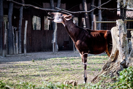 Okapi ( Okapia johnstoni ).