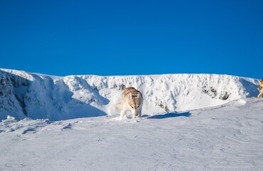 dog in the snow