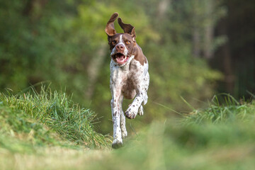 Portrait of a funny looking braque francais hound running across a field outdoors