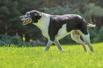 Portrait of an elderly black and white pointer hound running on a meadow outdoors