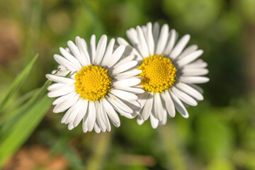 Close-up portrait of daisy blossoms