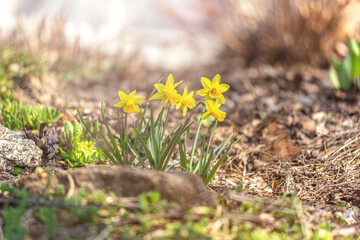 Spring scene: Daffodil flowers in early spring
