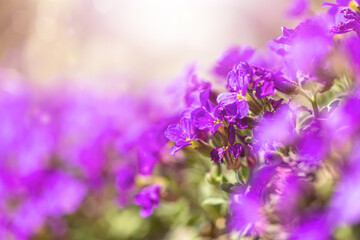 Fototapeta na wymiar Close-up of purple ground cover flowers ins spring. Text space