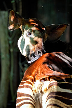 Okapi ( Okapia johnstoni ).