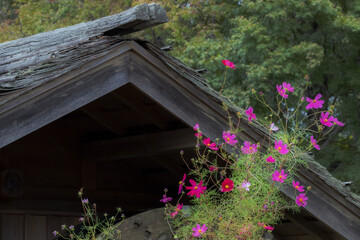Fototapeta na wymiar 水車小屋の脇に咲くコスモス