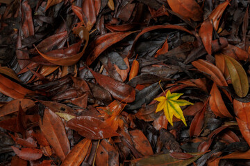 濡れた茶色の落ち葉の中に黄色のカエデの葉
