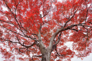見上げる枝ぶりが良く広がりのある赤いモミジ