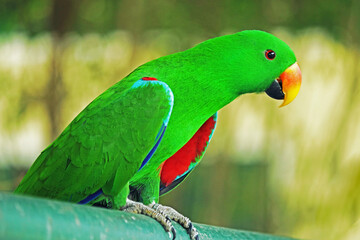 the parrot in the park